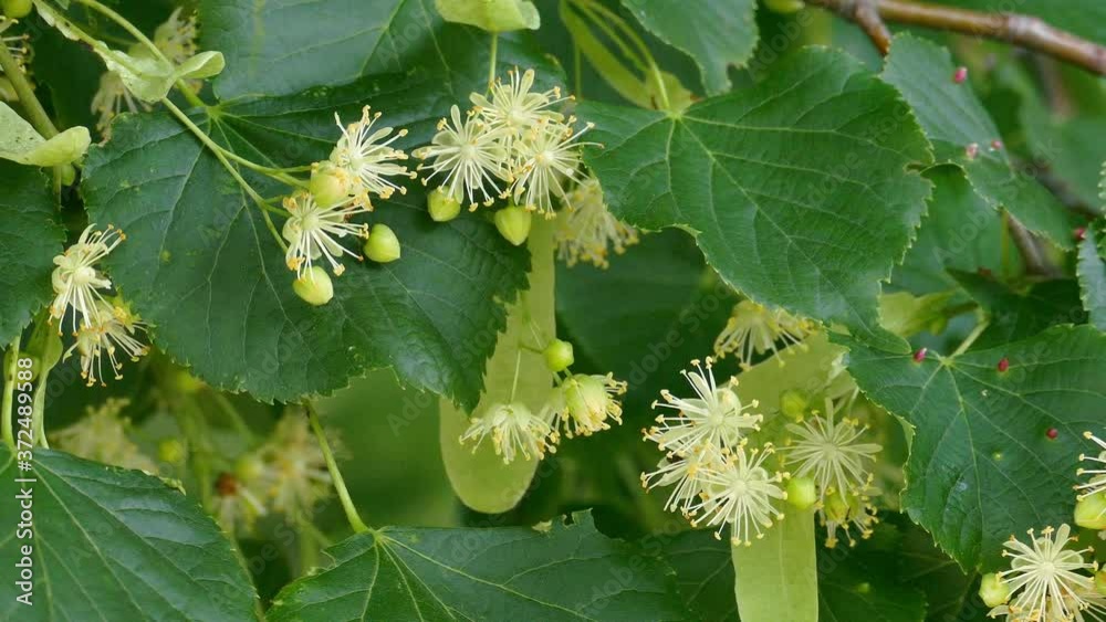 Linden tree blossoms with green leaves. Flower are used for medicinal purposes. Linden tree blossoms with green leaves. Flower are used for medicinal purposes.