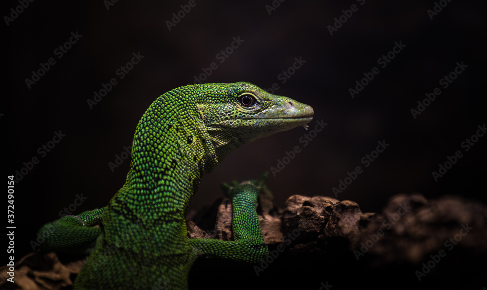 Fototapeta premium varan emerald portrait in nature