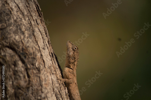 lizard on a tree © akash