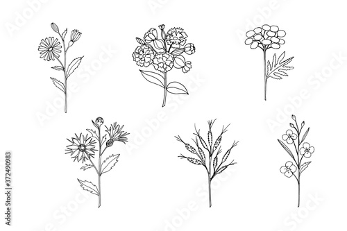 Field herbs and flowers soapwort, leuzea, tansy, calendula, chamomile, cornflower. Vector illustration, wildflowers set of isolated objects on a white background.