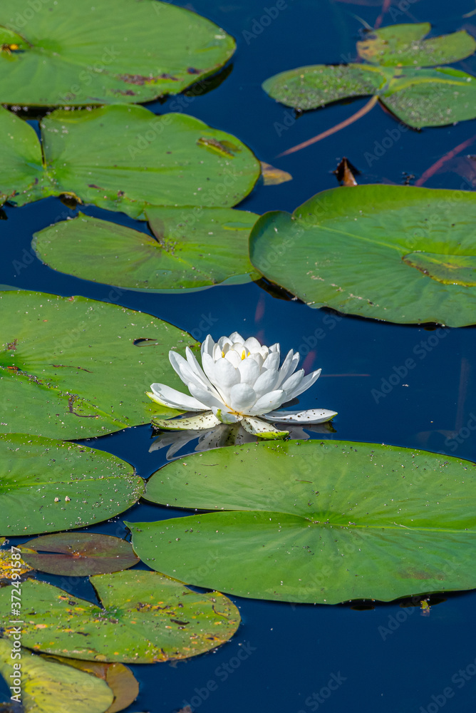 White water lily floating in pond with lily pads White water lily floating in pond with lily pads