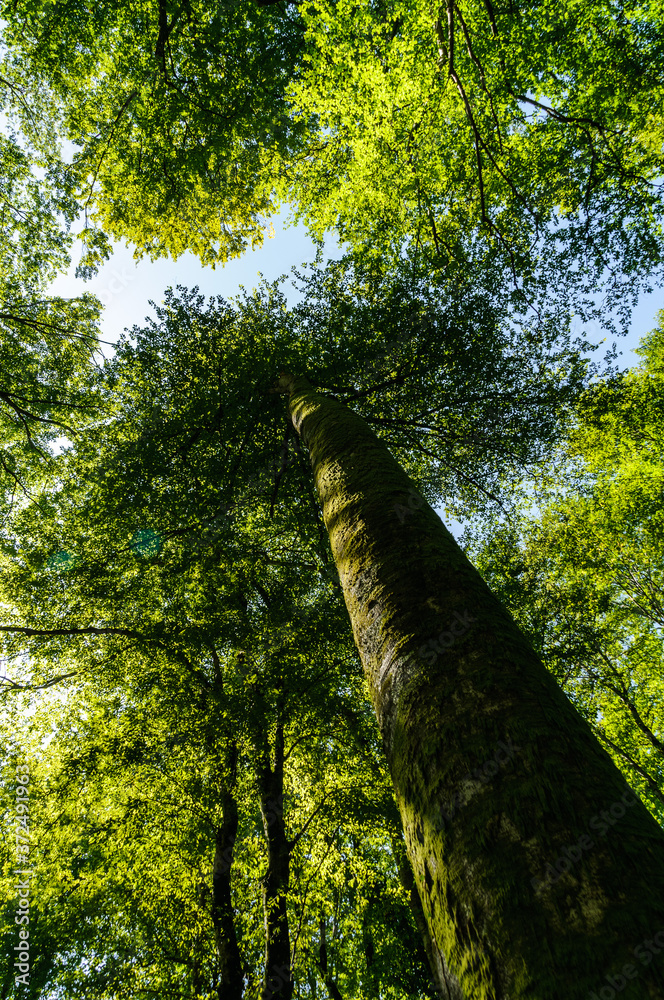 Fototapeta premium trees in the forest