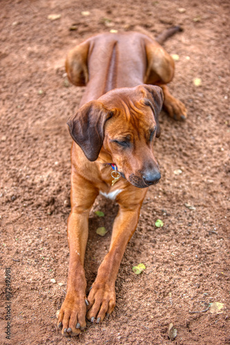 ridgeback dog