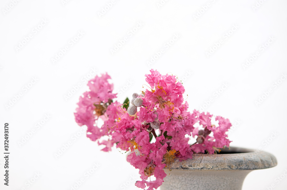 花瓶に生けた百日紅の花 サルスベリ 白背景 花瓶に生けた百日紅の花 サルスベリ 白背景