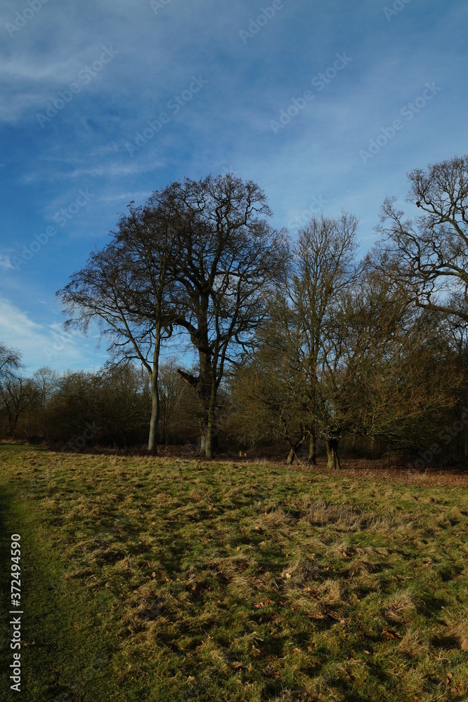 Trees in winter, Hatfield forest, February 2017