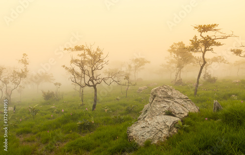 Krachiew flower field on a foggy day photo