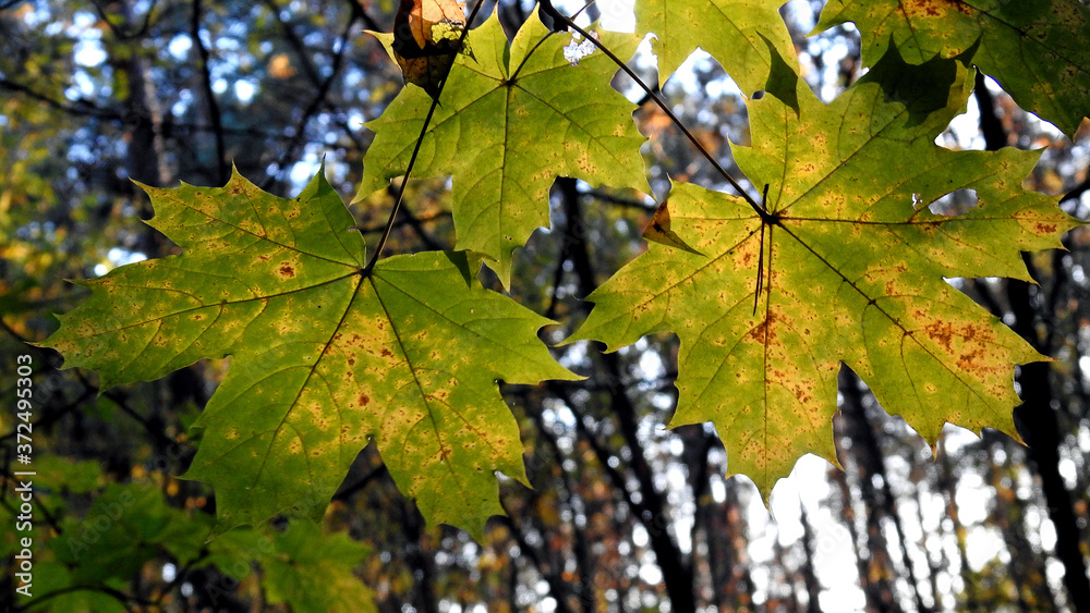 autumn leaves of deciduous trees painted in different colors in the Podlasie region in Poland 2019 autumn leaves of deciduous trees painted in different colors in the Podlasie region in Poland 2019