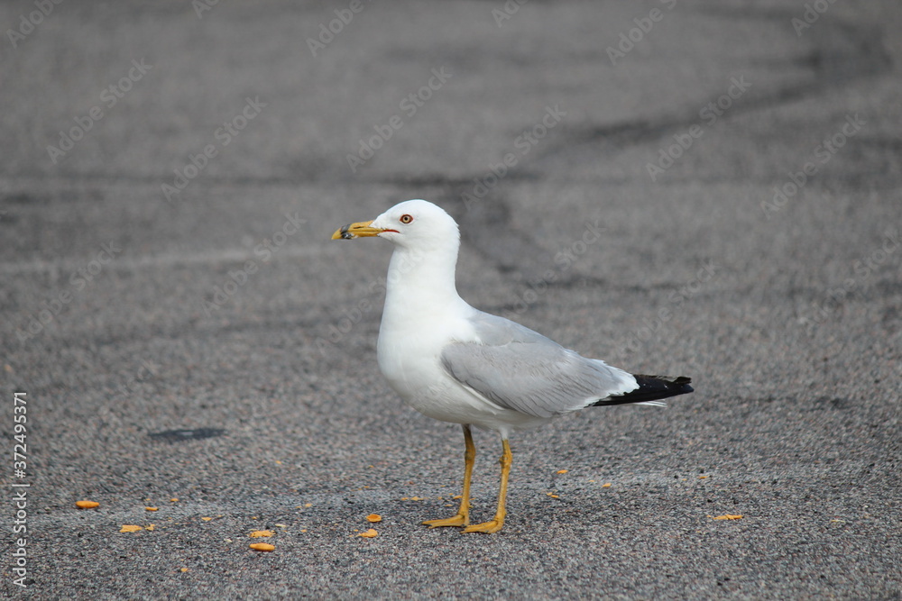 Seagull Bird Seagull Bird