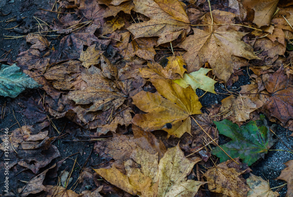 Withered yellowed maple leaves on the footpath. Autumn landscape.