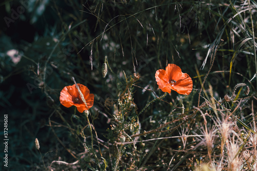 Two wild red poppies in the Sardinian countryside
