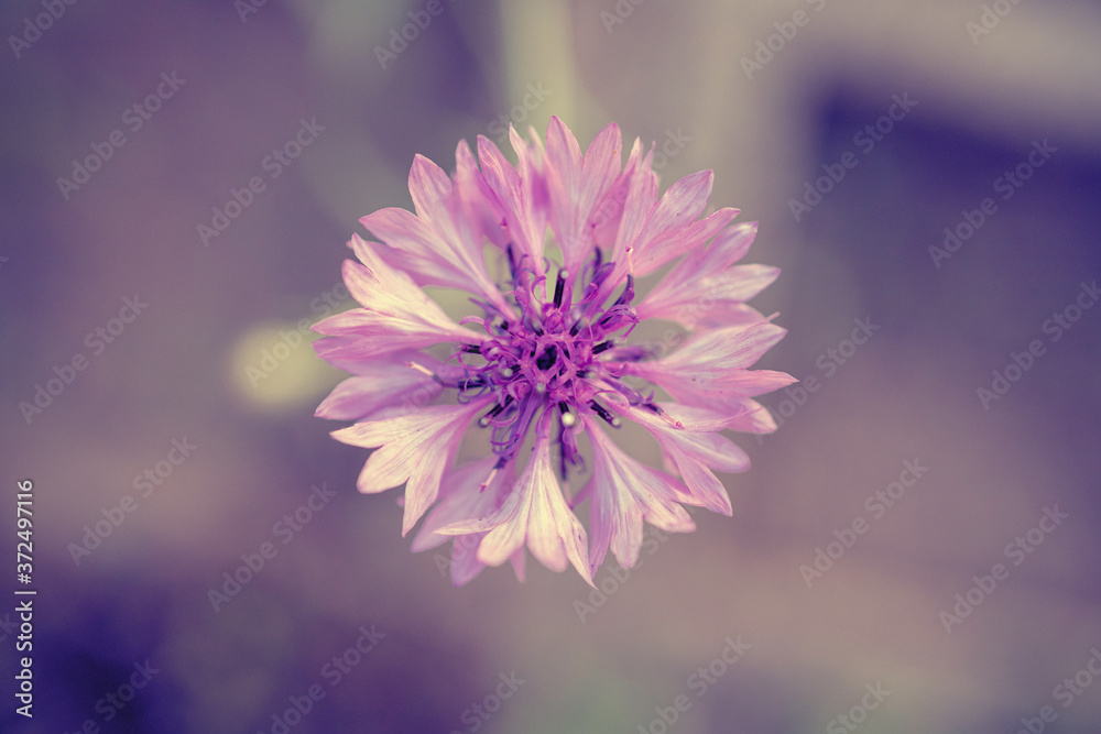 Kornblume Kornblume