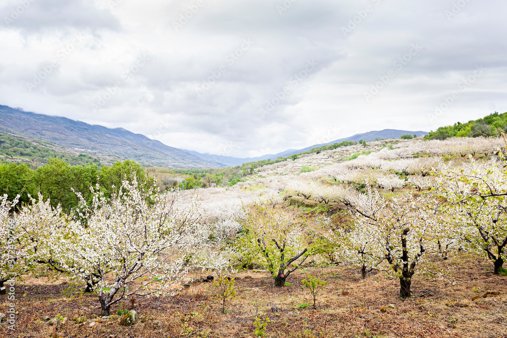Naklejka premium Flowering cherry in Valley of Jerte, Caceres, Spain.