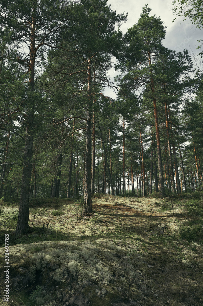 Pine woods in summer on an overcast day. Pine woods in summer on an overcast day.