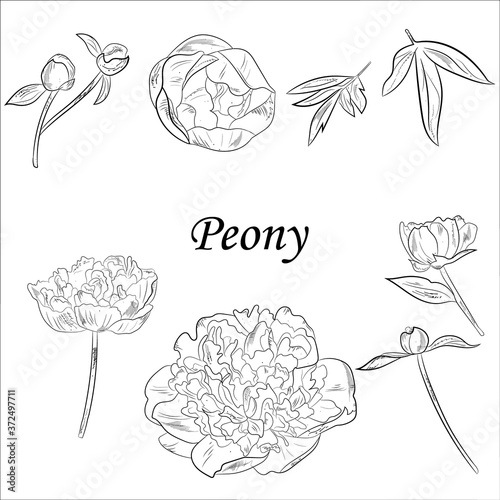 peony flower, leaves and buds hand drawing. Botanical illustration outline, sketch.