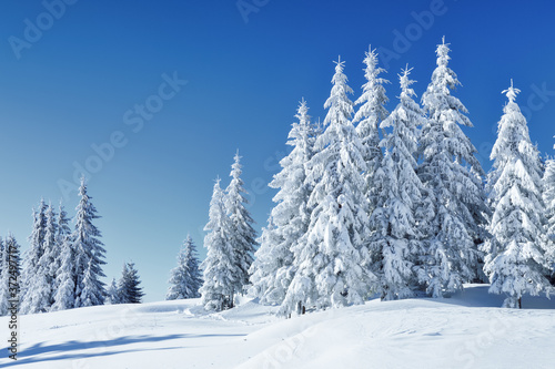 Beautiful landscape on the cold winter morning. High mountain. Pine trees in the snowdrifts. Lawn and forests. Snowy background. Nature scenery. Location place the Carpathian  Ukraine  Europe.