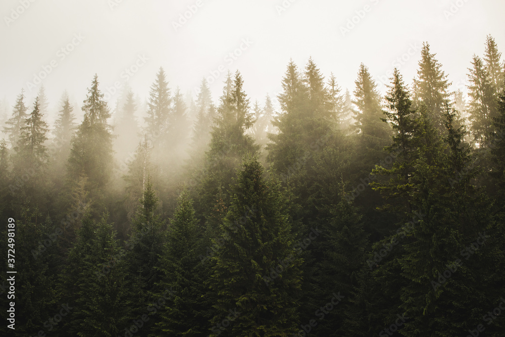 misty forest in the morning