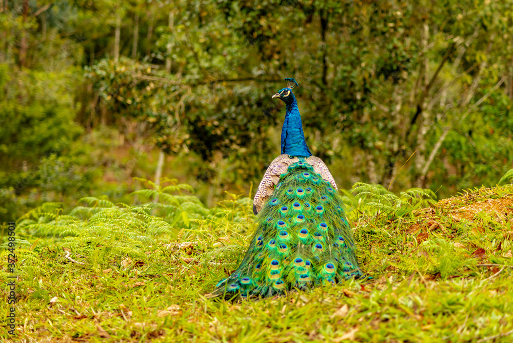 Obraz premium colorful animal with blue feathers peacock