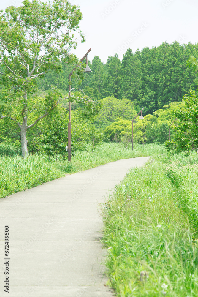 公園の緑道 公園の緑道