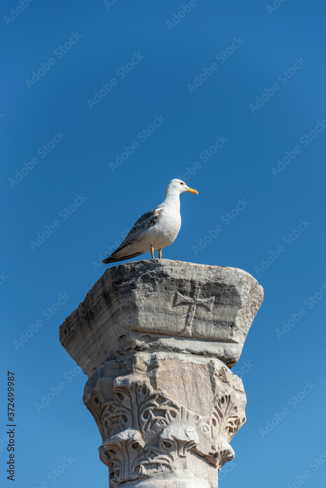 Seagull sitting on an antique stone column against a blue clear sky Seagull sitting on an antique stone column against a blue clear sky