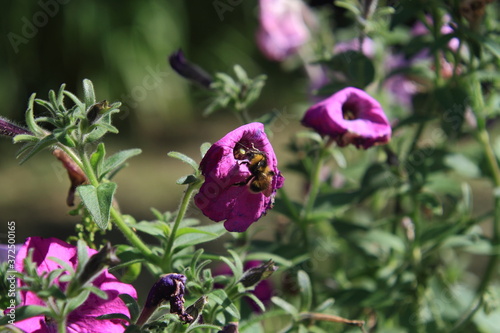 bee on purple flower