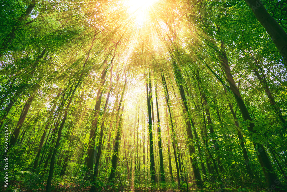 Fototapeta Sunbeams shining through tall green trees