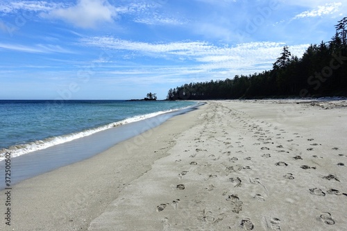 An incredible view of the sandy beaches of nels bight and experimental bight, surrounded by forest and the pacific ocean, along the beautiful cape scott trail on Northern Vancouver island photo