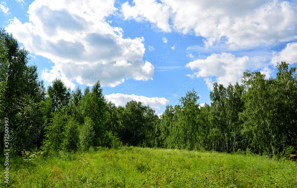 Landscape photography of summer green forest and meadow with grass Landscape photography of summer green forest and meadow with grass
