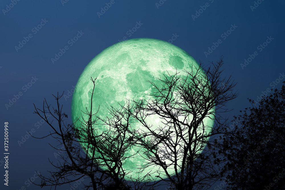Naklejka premium Super Grain green moon silhouette dry tree on night sky