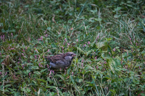 Little sparrow on the grass 1