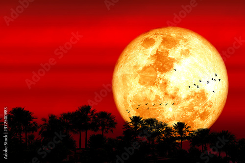 Super Corn blood moon and silhouette forest tree and birds flying in the night sky