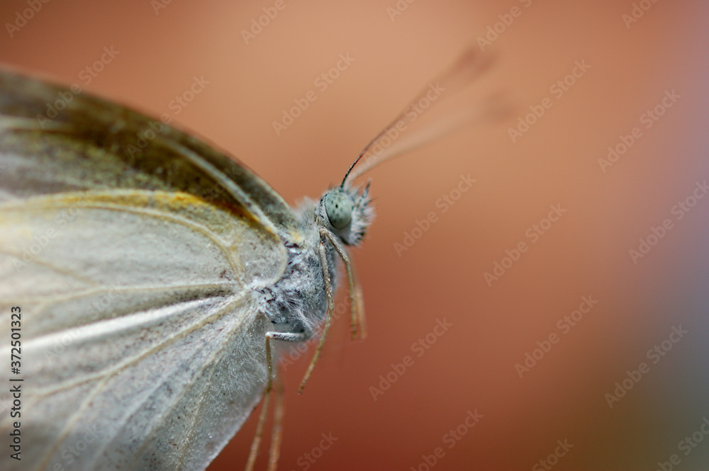 Obraz premium チョウの横側からのクローズアップ