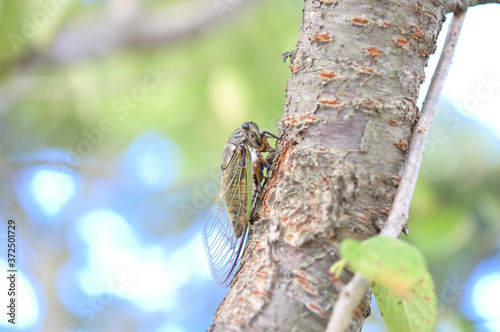 木の枝に止まっているセミ photo