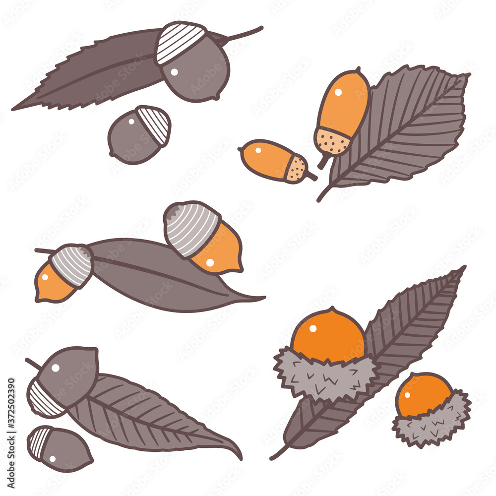 Acorn seed and leaf set/ Various Oak Seeds / 2 colors Acorn seed and leaf set/ Various Oak Seeds / 2 colors