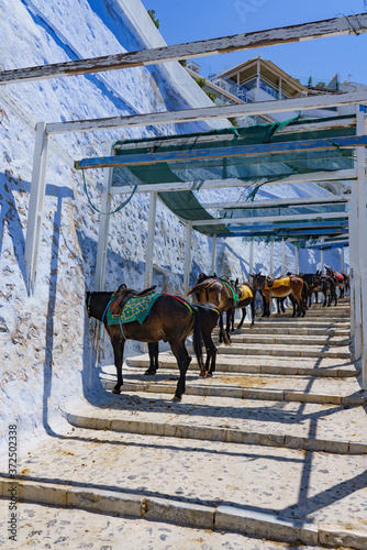 Horses waiting for tourists in Santorini, Greece