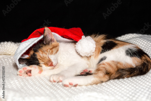 A young, charming tricolor cat in a red cap santa's is sleeping on a blanket. Close up. Concept of care, education, training and rearing of animals