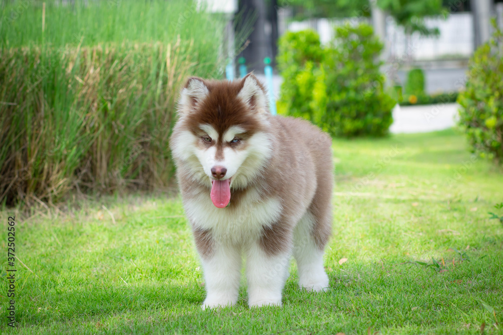 Cute siberian husky puppy on grass. siberian husky puppy outdoors on a walk. little red and white blue eyed siberian husky puppy.