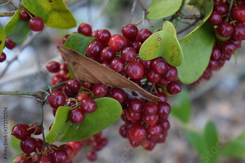 Red berries of rough bindweed (Smilax aspera) photo