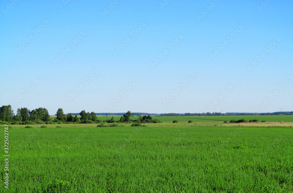 Summer landscape photography of a large green field