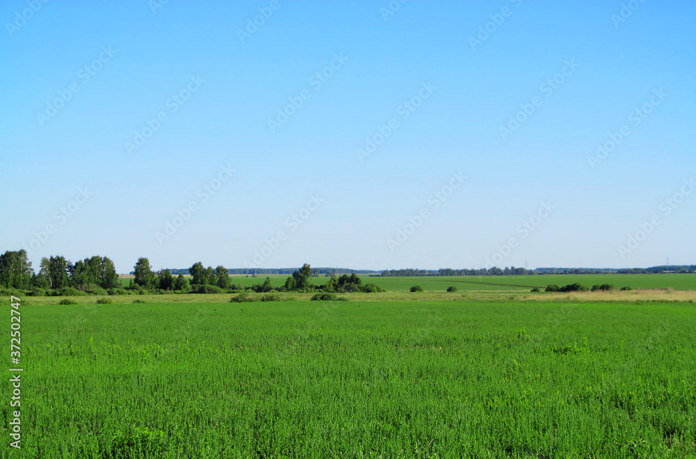 Summer landscape photography of a large green field Summer landscape photography of a large green field