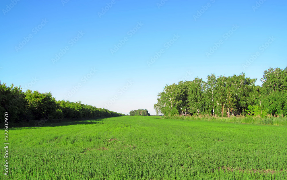 Summer landscape photography of a large green field Summer landscape photography of a large green field