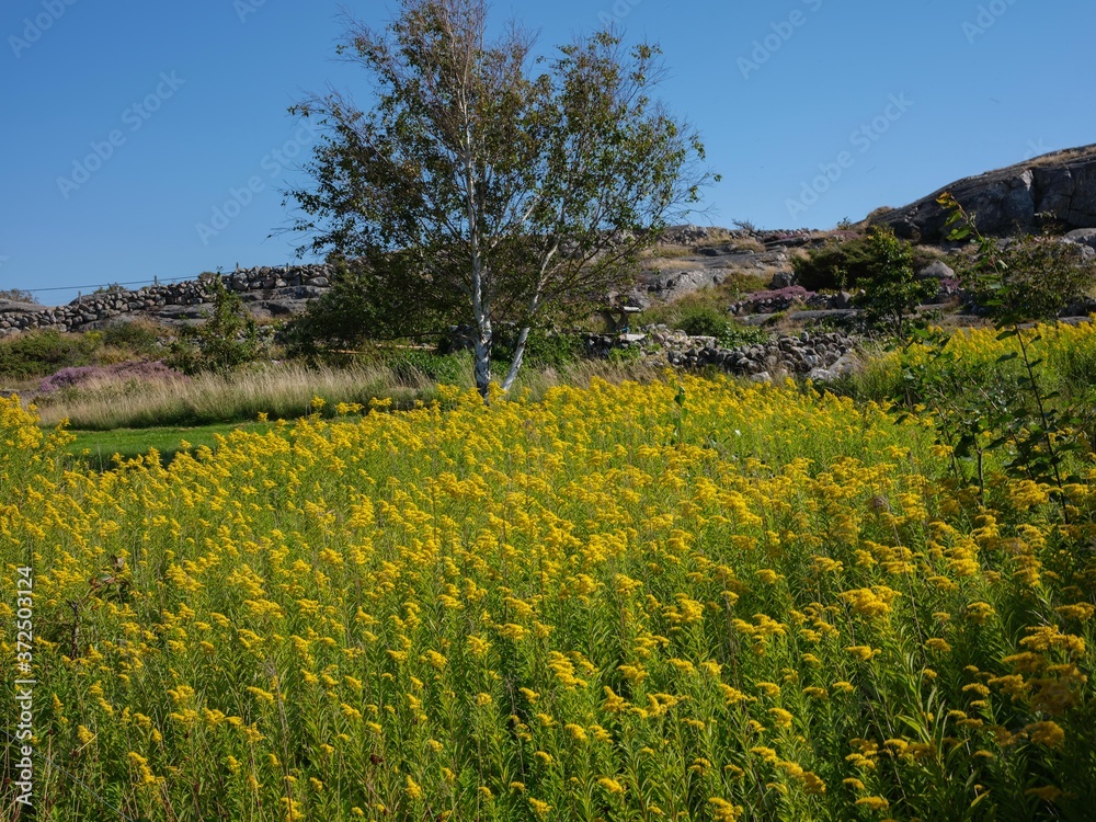 Field of yellow flowers on a hot sunny day.  There is a birch tree and stone fences in the background.