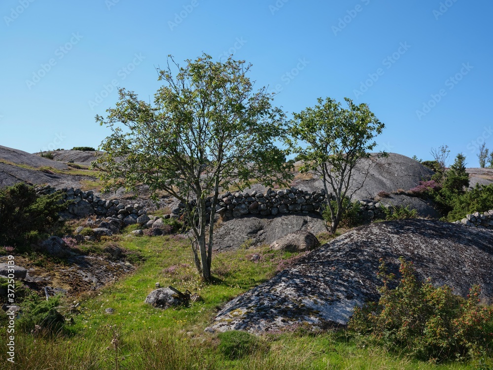 Landscape photo of a rocky slope with a stone fence and two small trees.