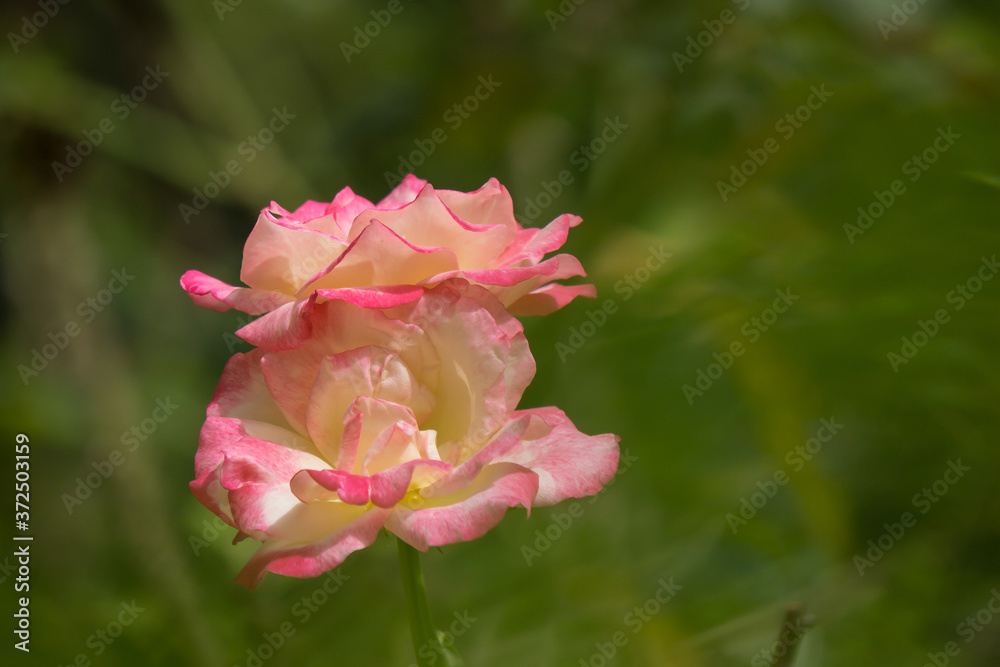 Pink and white rose flower Pink and white rose flower