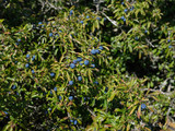 Blue berries on a bush. Shot in natural sunlight