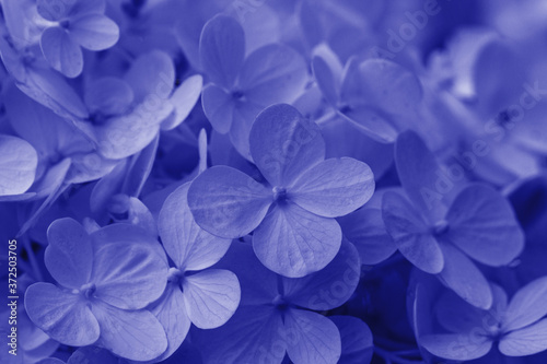 Blurred Beautiful lilac hydrangea or hortensia flower close up. Artistic natural background. A macrophotography of a blue hyndrangea in all its glory. © Olena