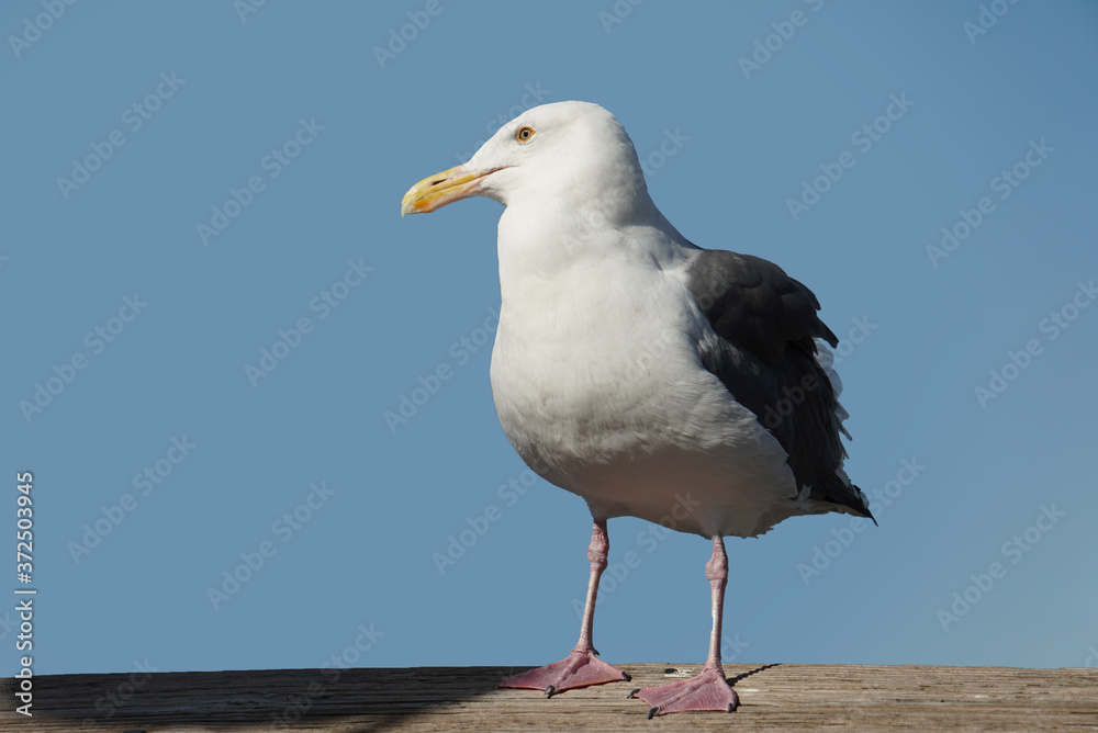 The seagull stood upright and looked to the right The seagull stood upright and looked to the right
