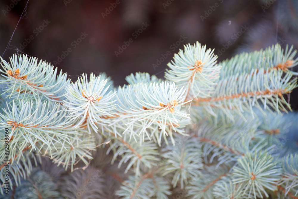 Pale green tender branches of young pine. Selective focus, copy space