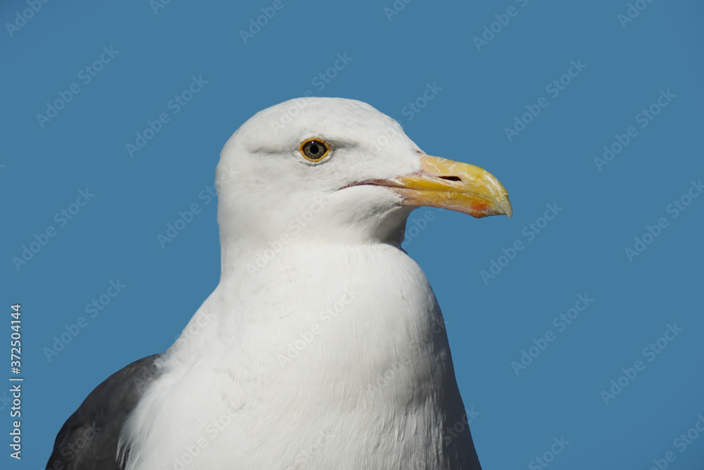 This bird looks at you with wide eyes This bird looks at you with wide eyes