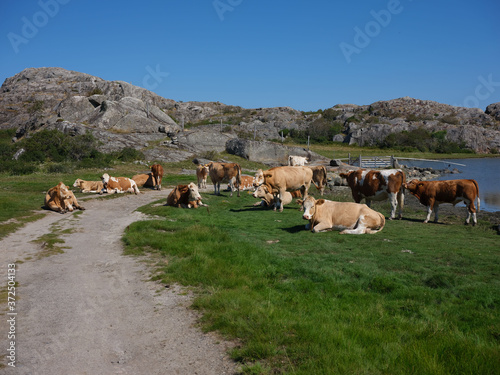 Flock of cows gathered on a dirt road. They graze freely on an island in the Swedish western archipelago. It is a hot and sunny day photo