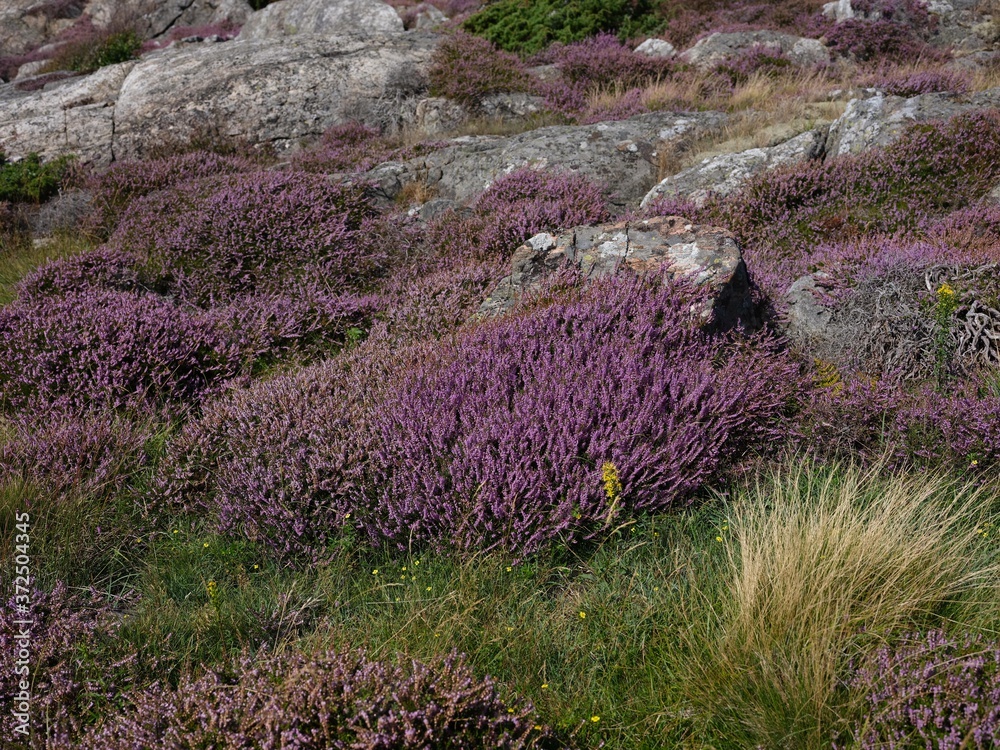 Purple heather bushes in a rocky coastal landscape